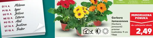 Gerbera Jamesonova črepníkový kvet