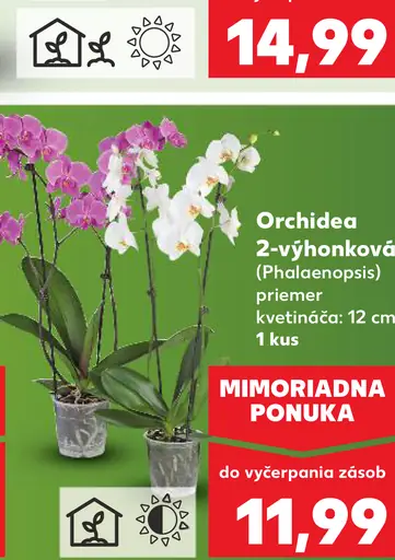Orchidea 2-výhonková