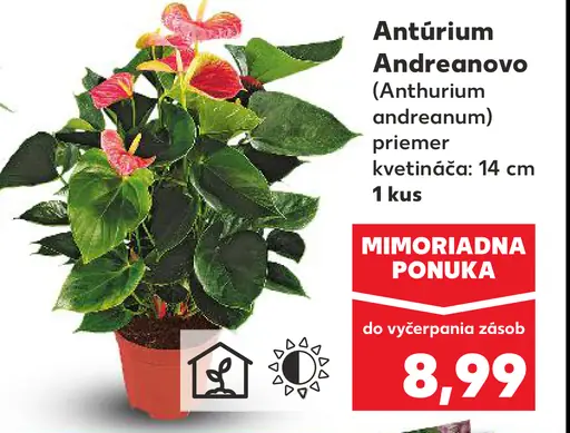 Antúrium Andreanovo v kvetináči (Anthurium andreanum)