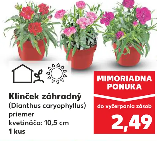 Klinček záhradný (Dianthus caryophyllus) v kvetináči