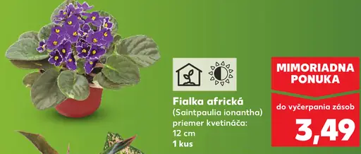 Fialka africká (Saintpaulia ionantha) v kvetináči