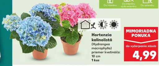 Hortenzia kalinolistá (Hydrangea macrophylla) v kvetináči