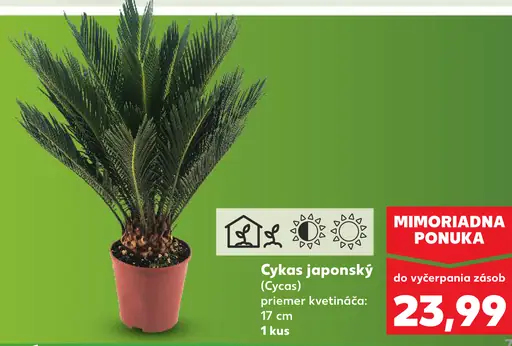 Cykas japonský (Cycas) okrasná rastlina v kvetináči
