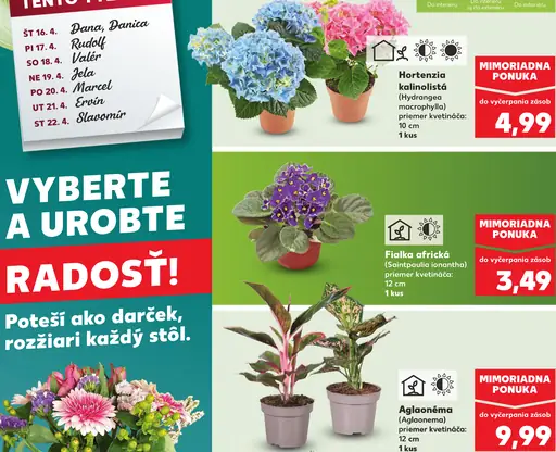 Aglaonéma (Aglaonema) izbová rastlina v kvetináči