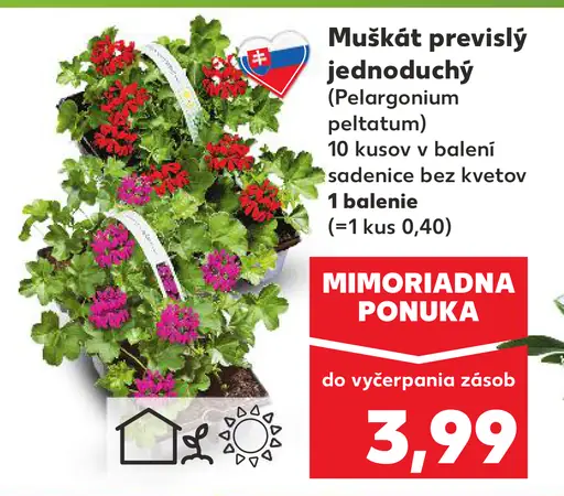Muškát previslý jednoduchý (Pelargonium peltatum) sadbovec bez kvetov