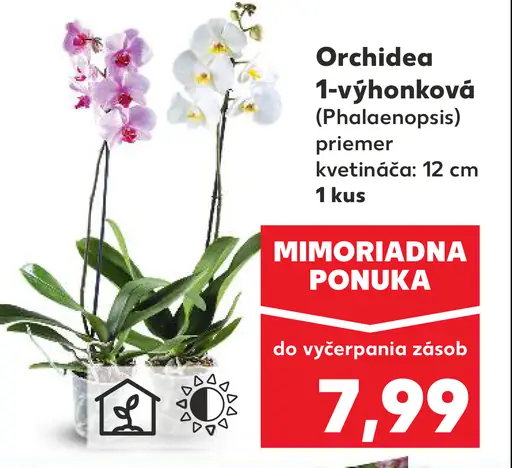 Orchidea 1-výhonková (Phalaenopsis)
