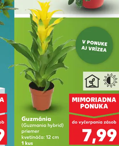 Guzmánia kvitnúca izbová rastlina