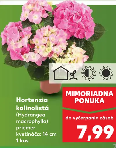 Hortenzia kalinolistá kvitnúci ker v kvetináči