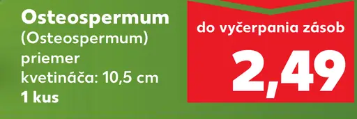 Osteospermum kvitnúca črepníková rastlina