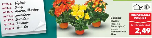 Begónia Elatior izbová a záhradná kvitnúca rastlina