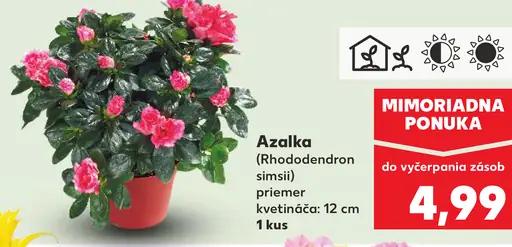 Azalka kvitnúca črepníková rastlina