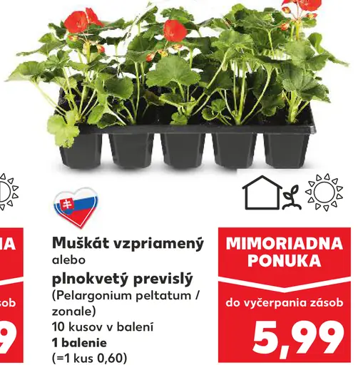 Muškát vzpriamený alebo plnokvetý previslý, balkónová rastlina