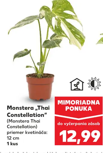 Monstera Thai Constellation v kvetináči