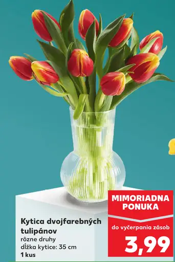 Kytica dvojfarebných tulipánov