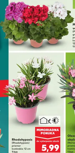 Muškát veľkokvetý