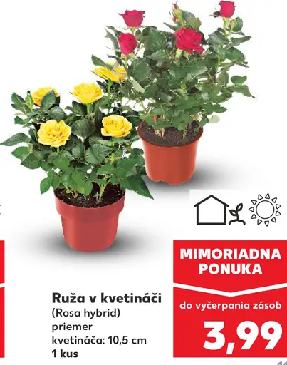 Ruža v kvetináči (Rosa hybrida)