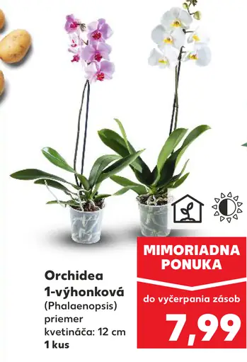 Orchidea 1-výhonková (Phalaenopsis)