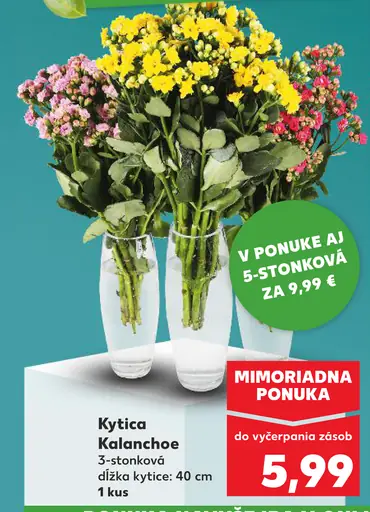 Kytica Kalanchoe