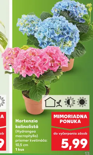 Hortenzia kalinolistá