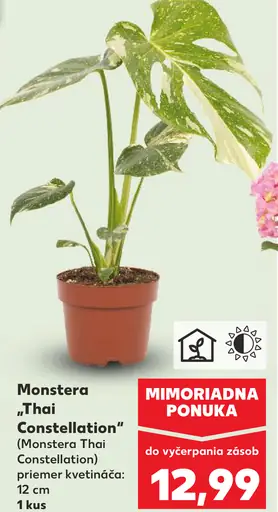 Monstera 'Thai Constellation'