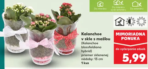 Kalanchoe v skle s mašľou