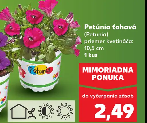 Petúnia ťahavá