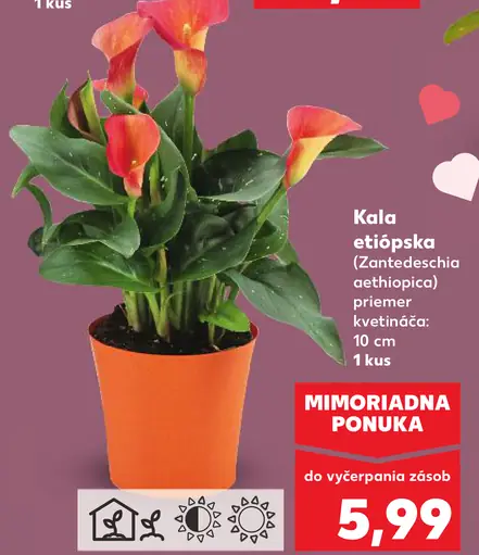 Kala etiópska (Zantedeschia aethiopica)