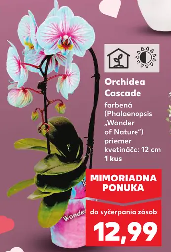 Orchidea Cascade farbená „Wonder of Nature“ (Phalaenopsis)