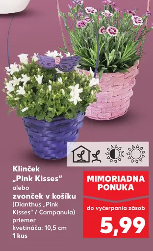 Klinček „Pink Kisses“ alebo zvonček v košíku (Dianthus „Pink Kisses“ / Campanula)