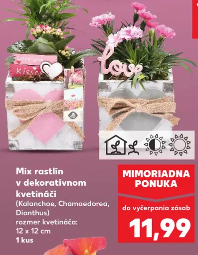 Mix rastlín v dekoratívnom kvetináči (Kalanchoe, Chamaedorea, Dianthus)