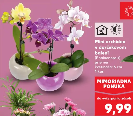 Mini orchidea v darčekovom balení (Phalaenopsis)