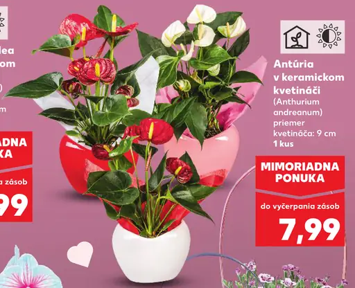 Antúria v keramickom kvetináči (Anthurium andraeanum)