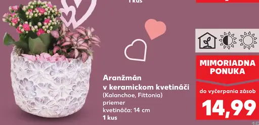 Aranžmán v keramickom kvetináči (Kalanchoe, Fittonia)