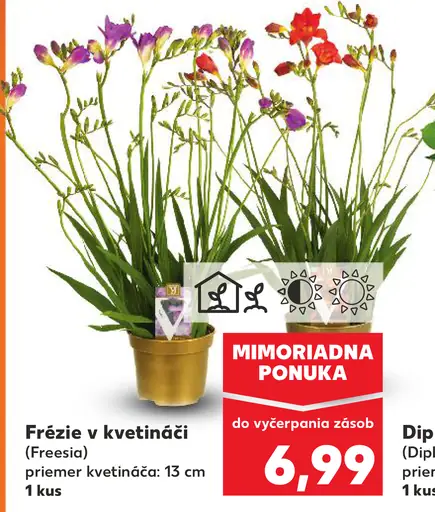 Frézie v kvetináči