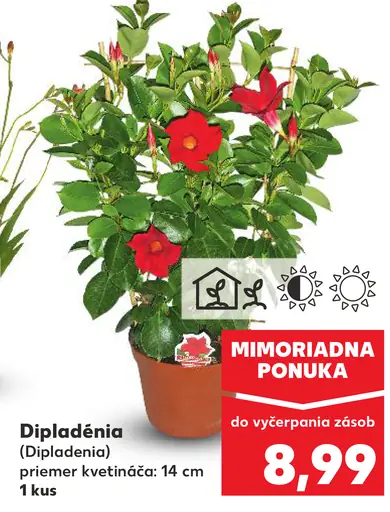Dipladénia v závesnom kvetináči