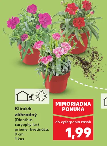 Klinček záhradný kvitnúca rastlina
