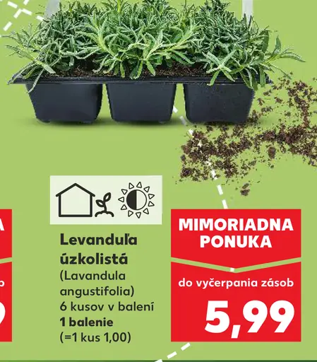 Levanduľa úzkolistá kvitnúca bylina