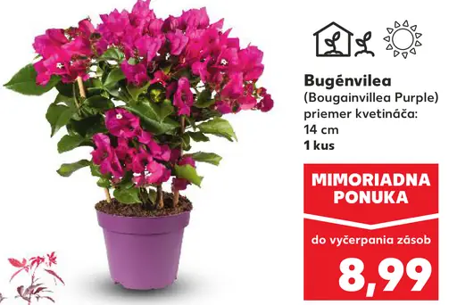 Bugénvillea okrasná rastlina