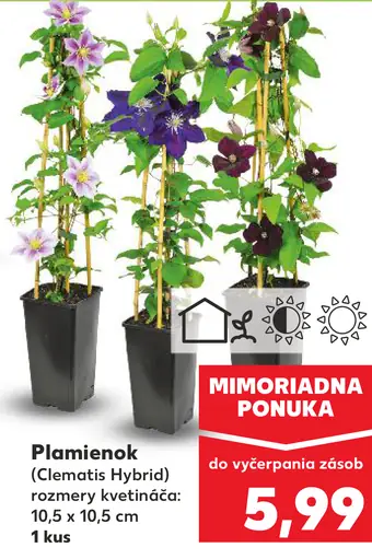 Plamienok (Clematis hybrid)