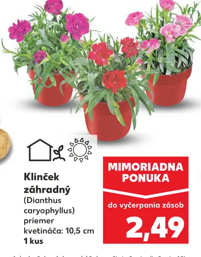 Klinček záhradný (Dianthus caryophyllus) v črepníku