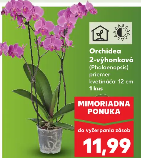 Orchidea phalaenopsis 2-výhonková
