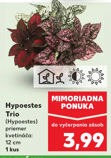 Hypoestes Trio (Hypoestes) v kvetináči