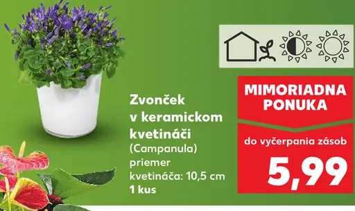 Zvonček v keramickom kvetináči (Campanula)
