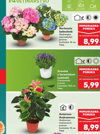 Hortenzia kalinolistá (Hydrangea macrophylla) v kvetináči