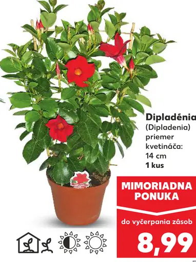 Dipladénia kvitnúca rastlina