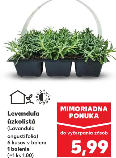 Levanduľa úzkolistá (Lavandula angustifolia)