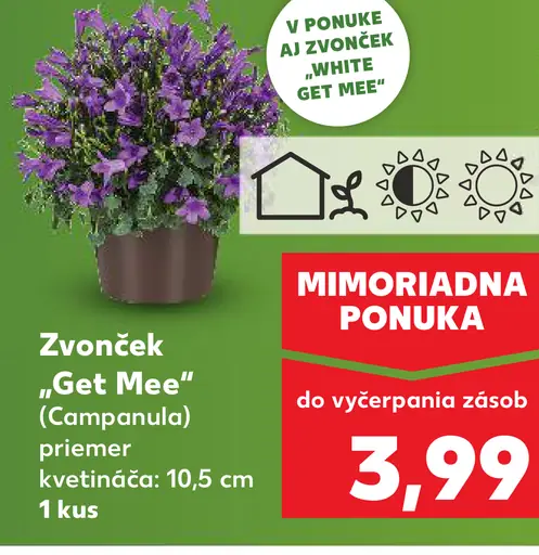 Zvonek Get Mee zvončeková izbová rastlina v kvetináči