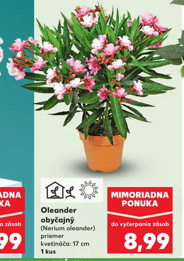 Oleander obyčajný okrasná rastlina v kvetináči