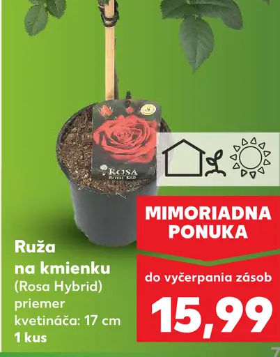 Ruža v kvetináči