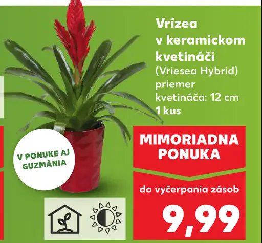 Bromélia v keramickom kvetináči